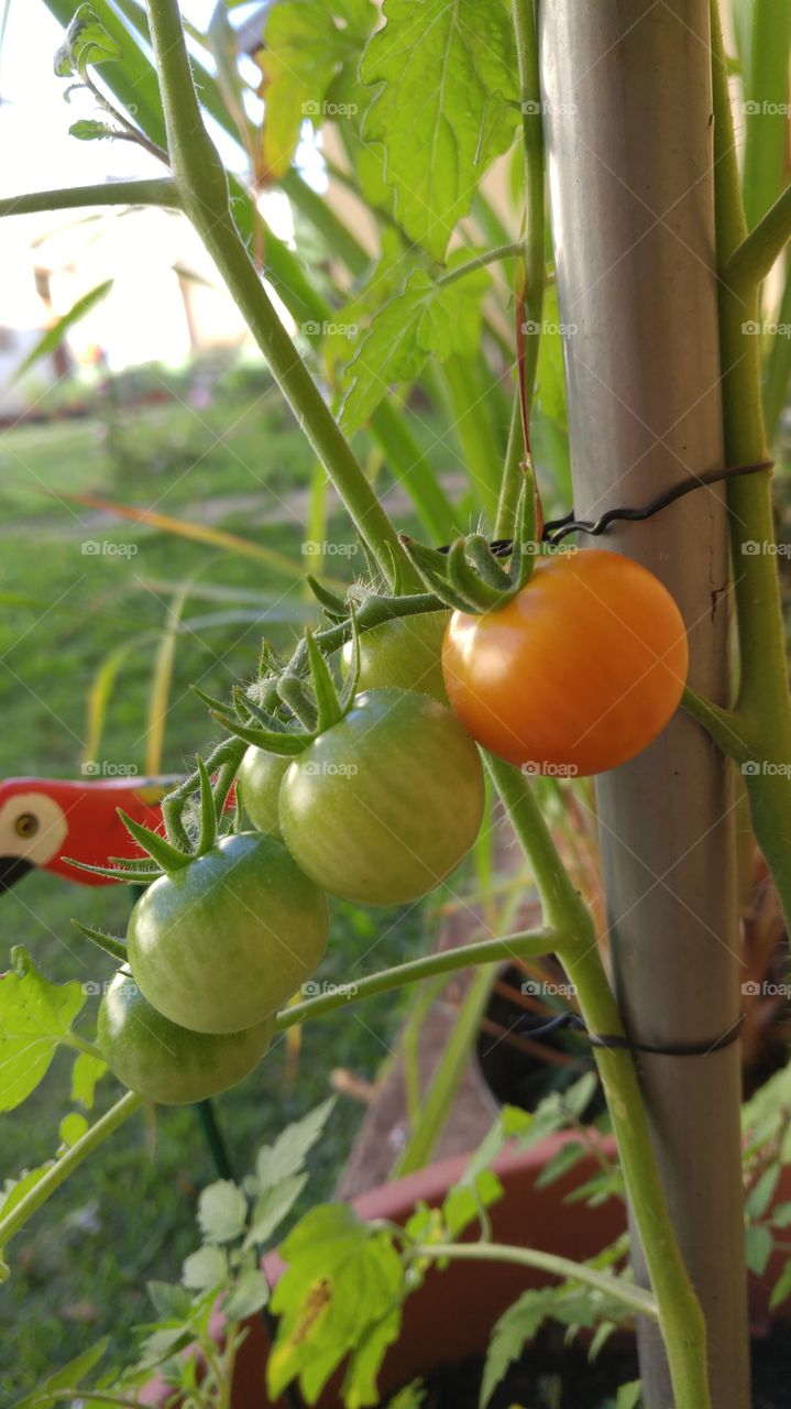 Tomato Tree