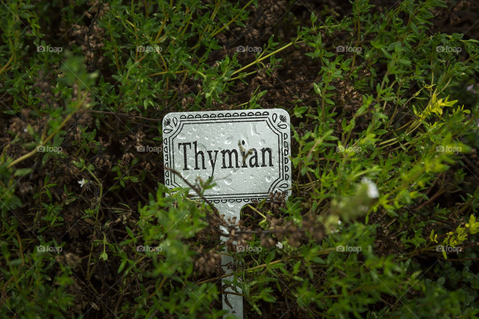 Thyme in garfen