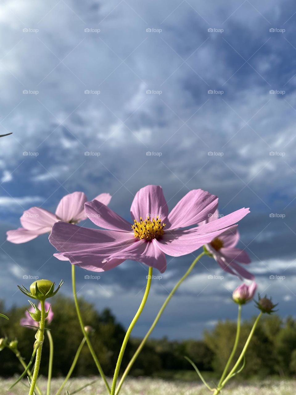 Cosmos flower