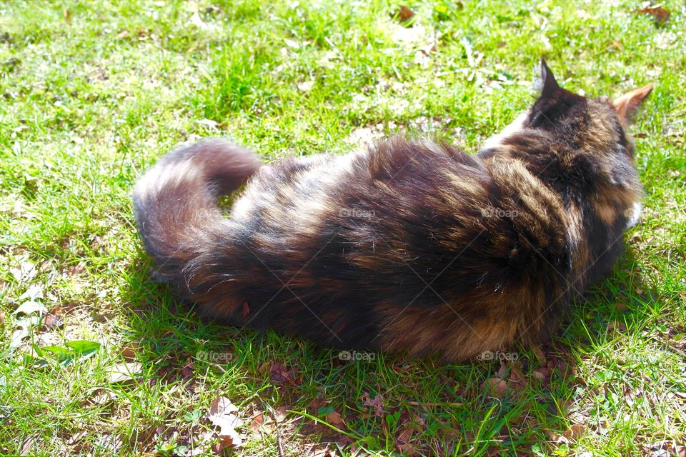 Cat
 ourdoor
 fluffy black yellow
Dayligh