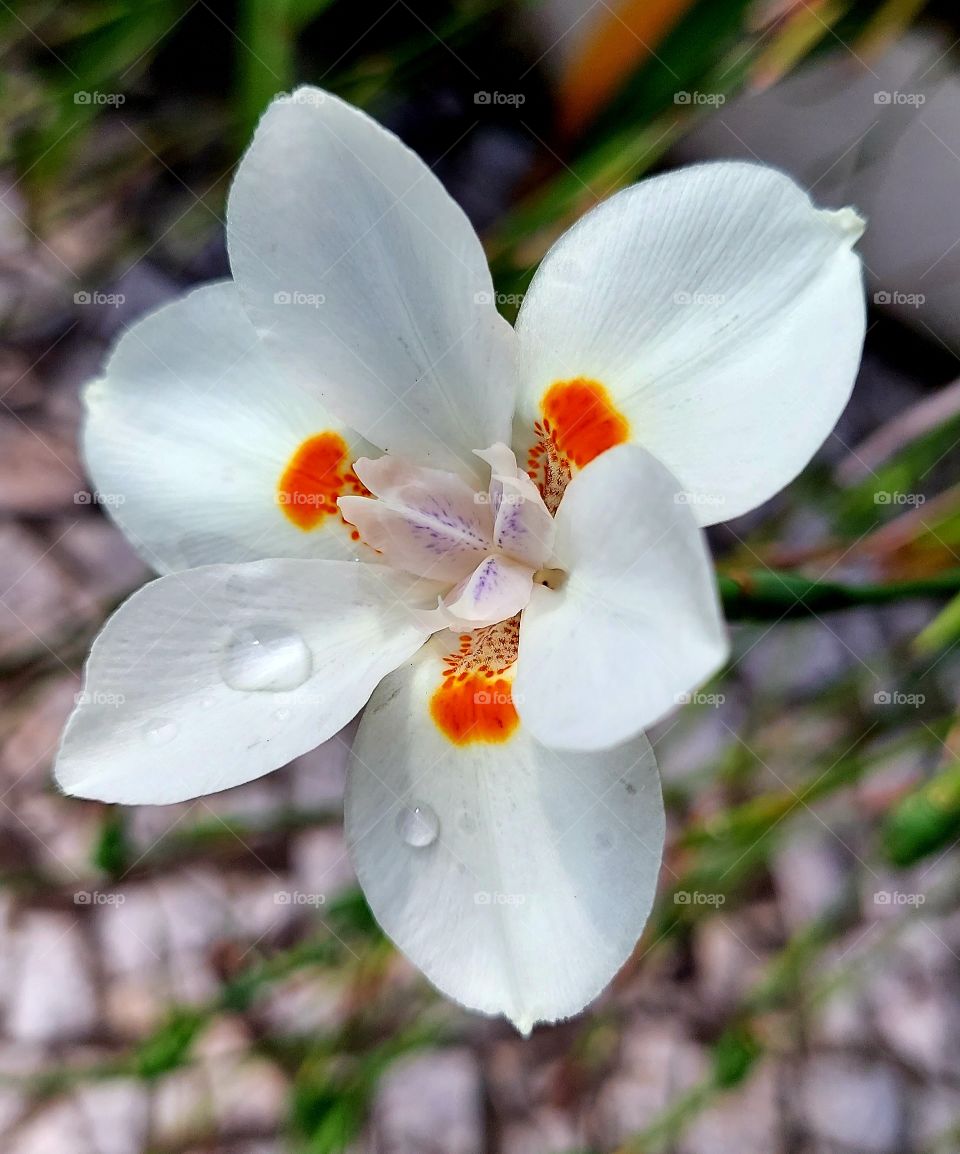 Linda flor branca com um detalhe que mais parece uma carinha sorrindo.
