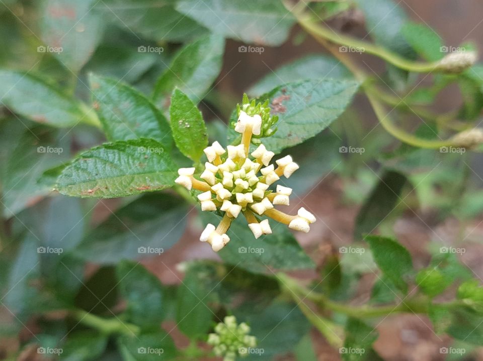 small flower in my garden
