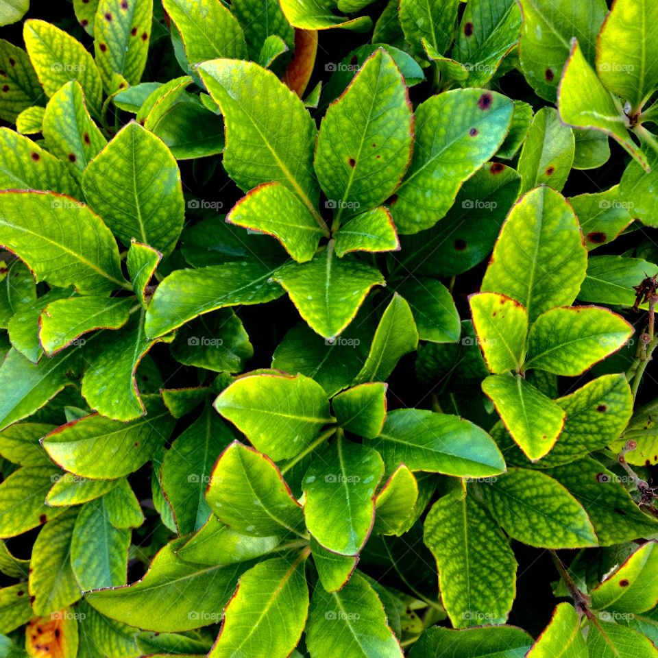 Green Leaves On A Bush Texture