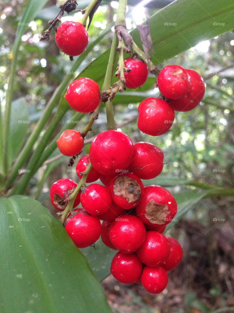 Berries