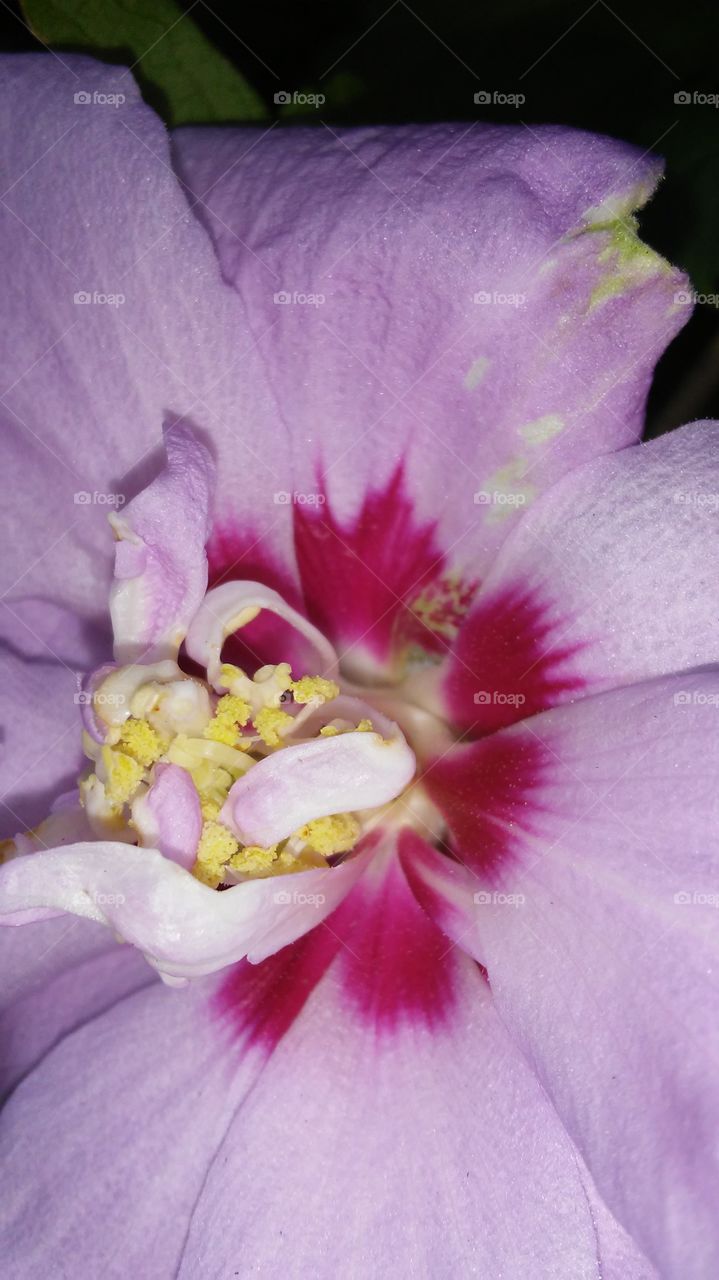 Flower, Flora, No Person, Nature, Garden