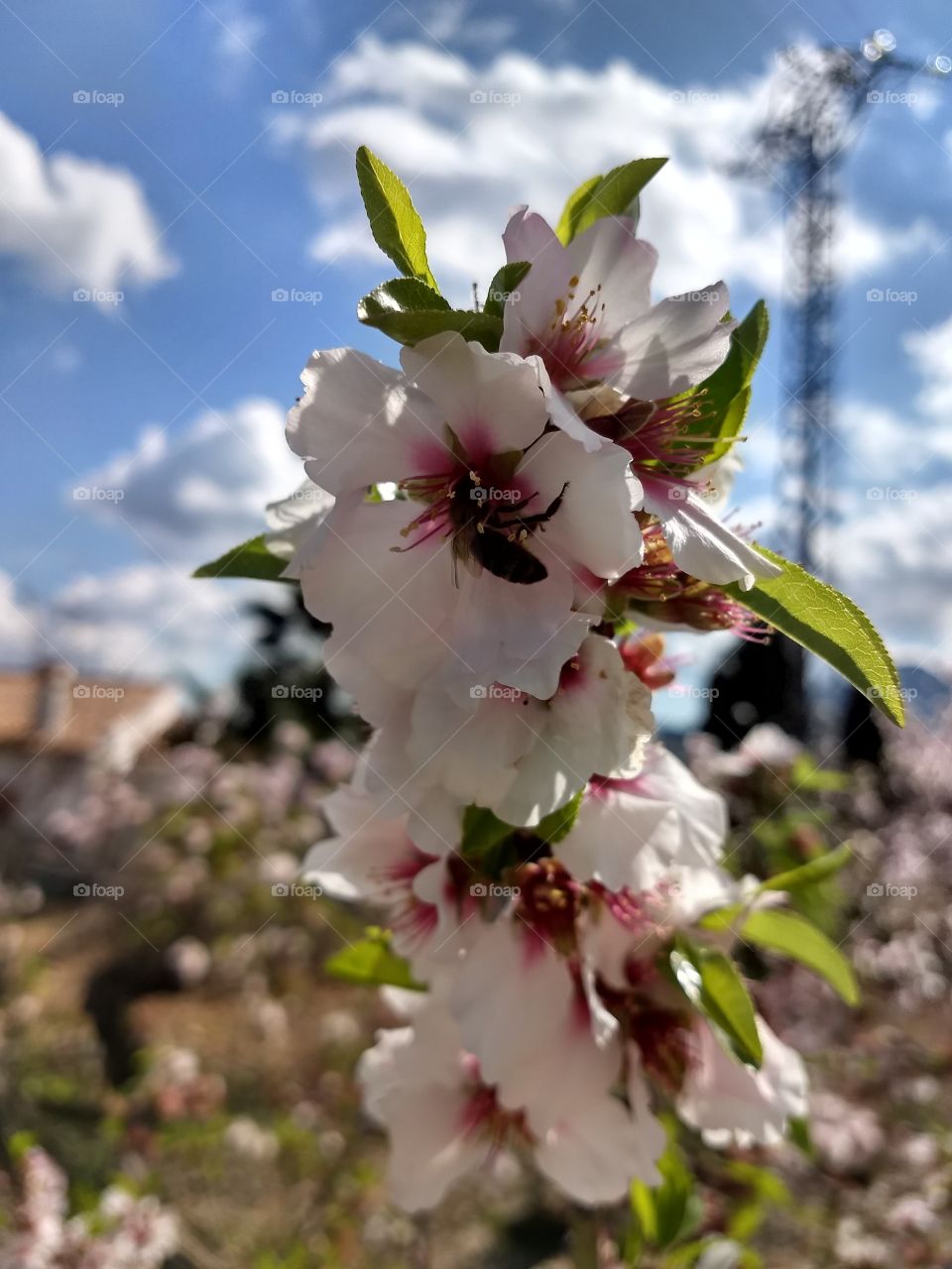 Mandelblüte