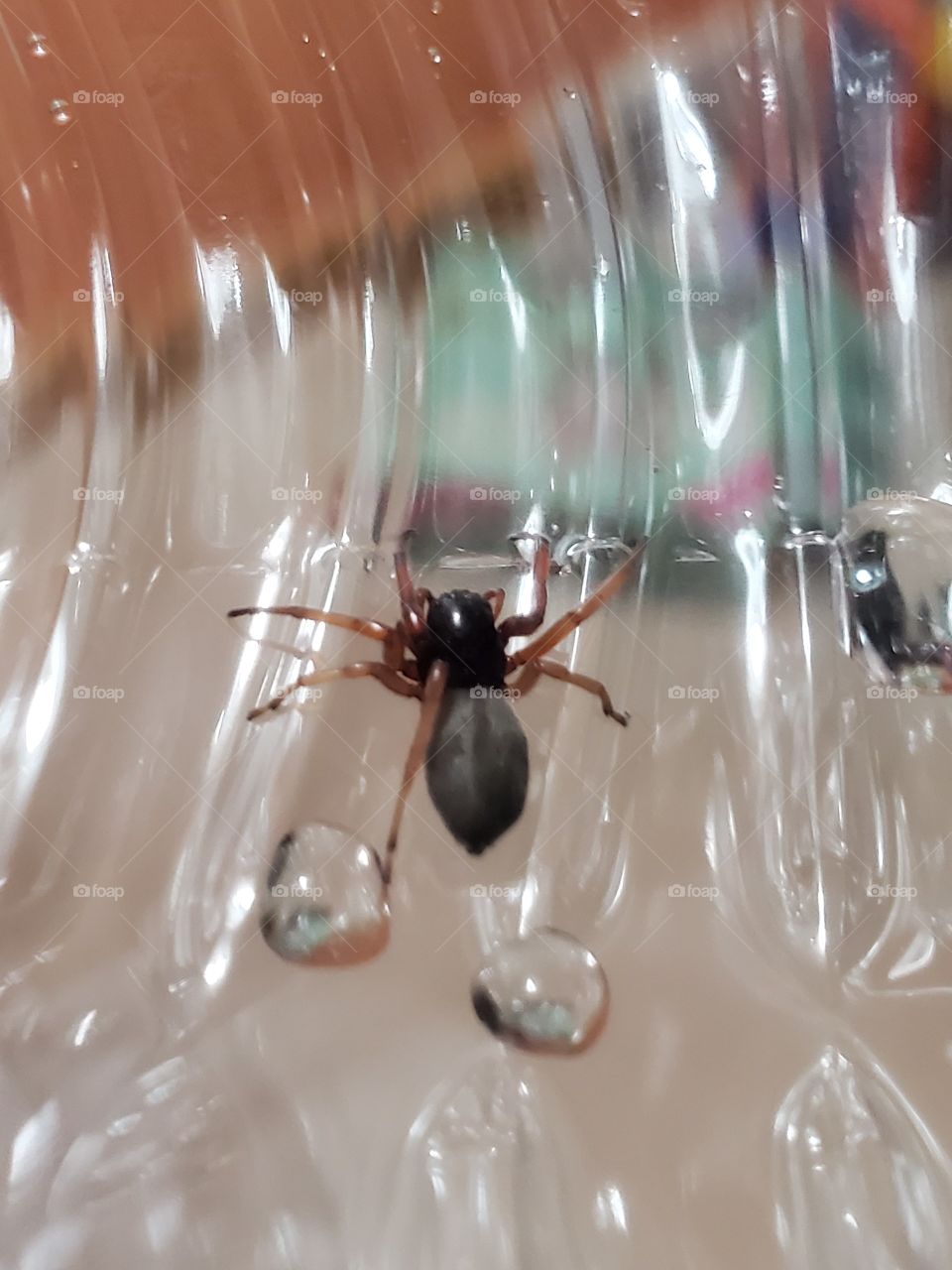 A small, but vicious creature on a water bottle.  A sac spider.