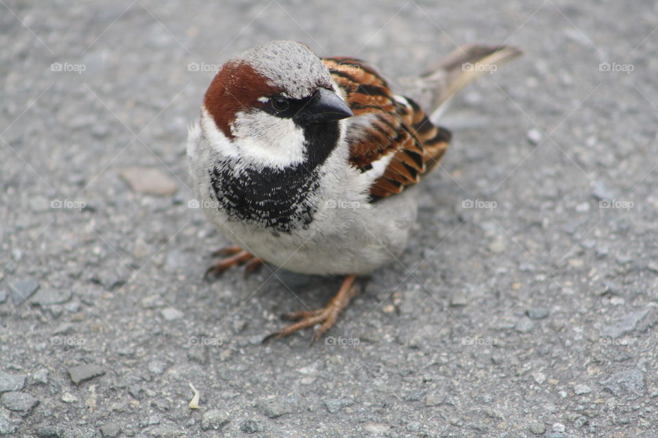 Mr Sparrow