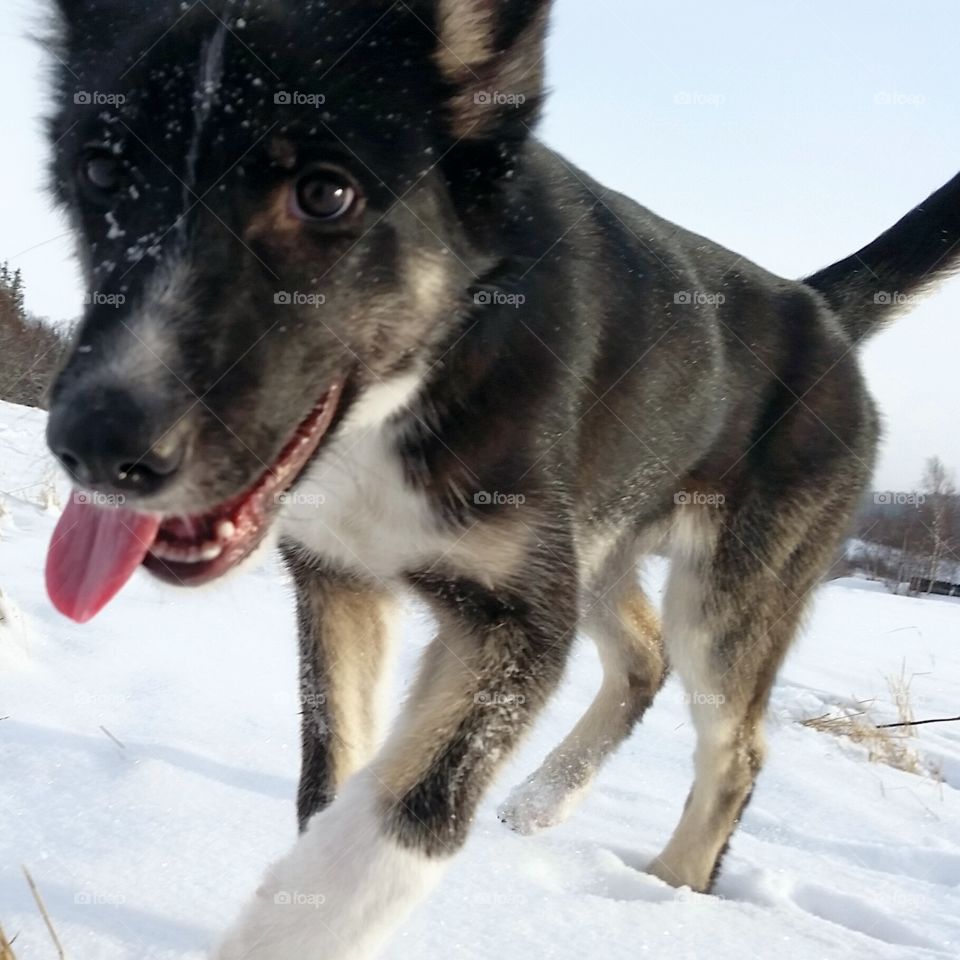 Happy dog playing around in the snow.