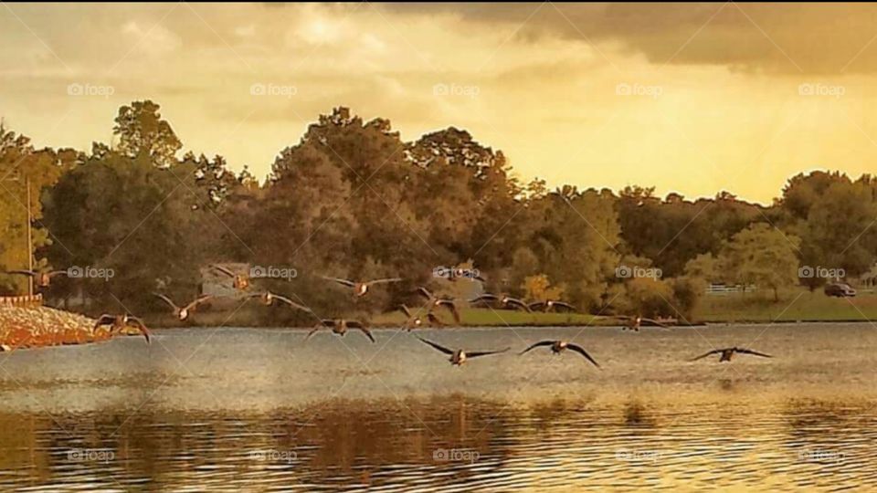 Clear the runway,  geese landing