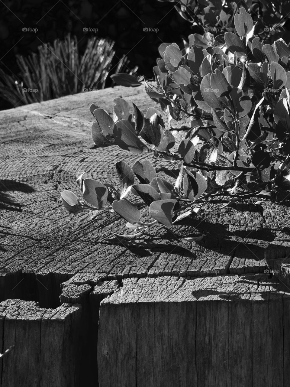 A branch from a manzanita bush draped over a stump