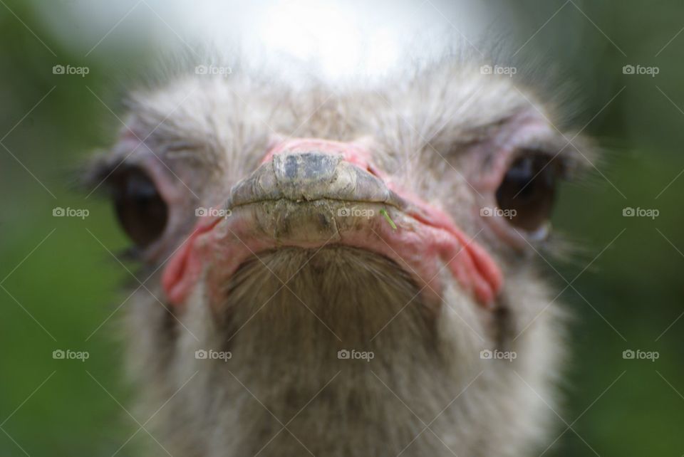 Close-up of ostrich