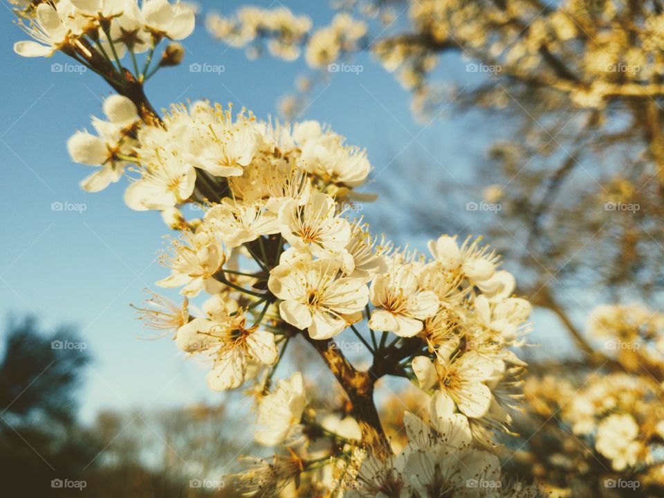 Tree branch covered in white spring flowers