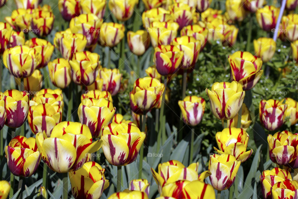 Tulip field 