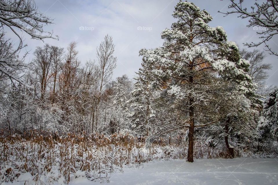 Snowy winter beginning