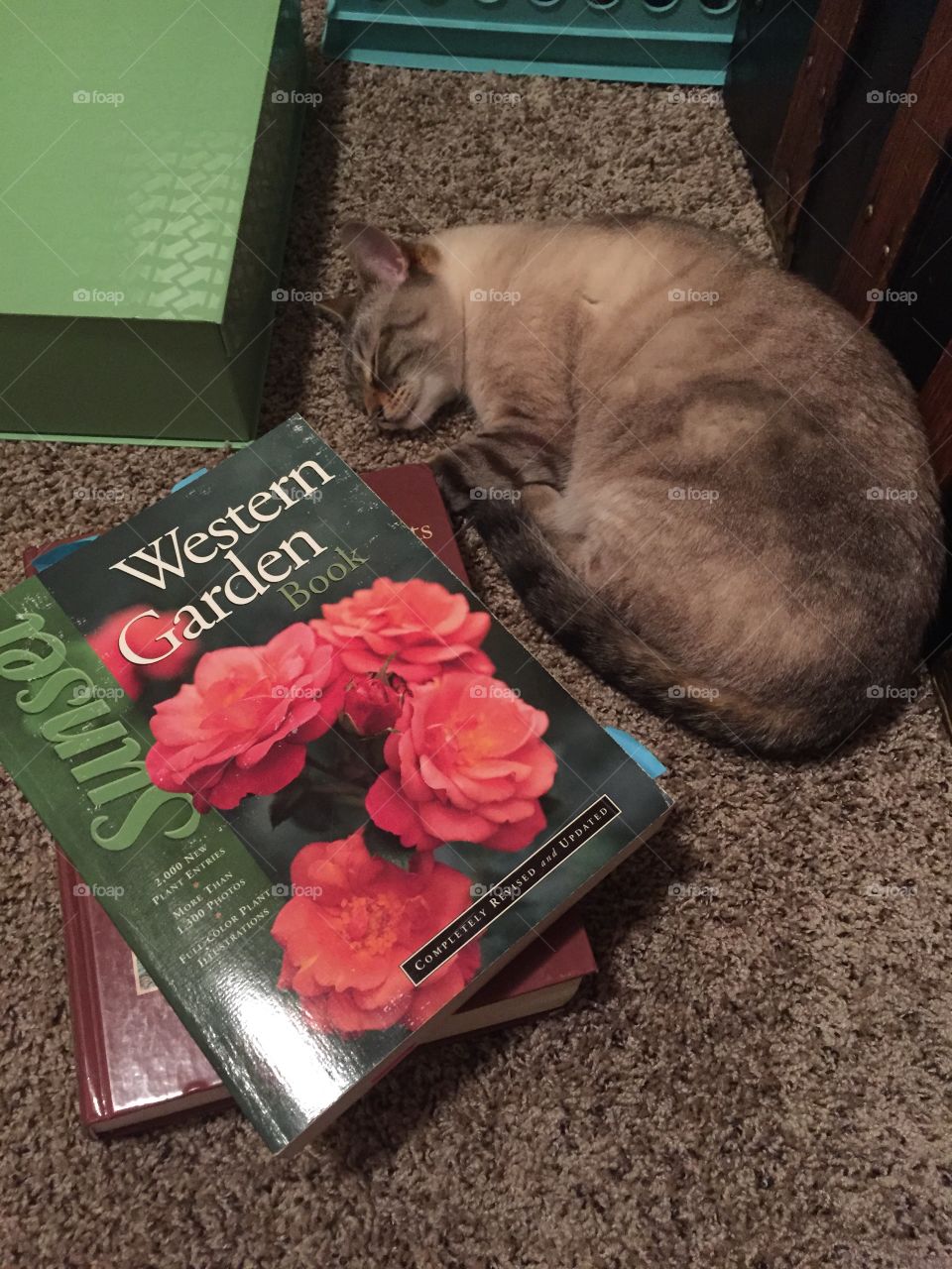 Kitty garden planning 