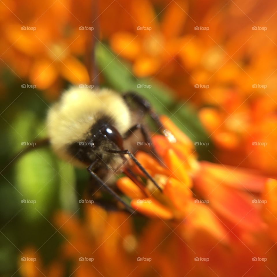 Bumblebee on orange flowers