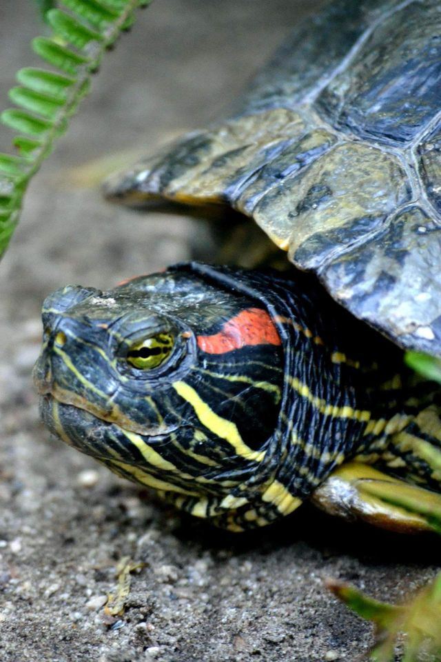 turtle