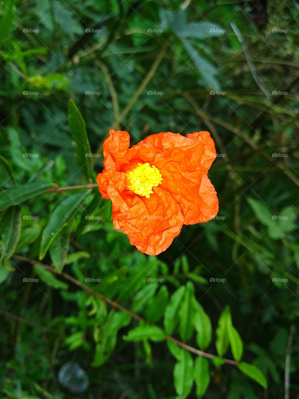 beautiful pomegranate flower with orange colour in the garden in nature.