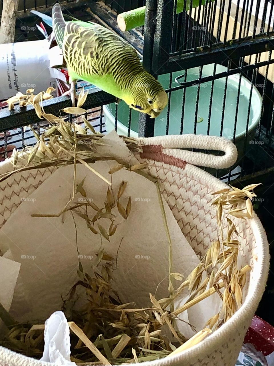Curious bird Coco - family pet 