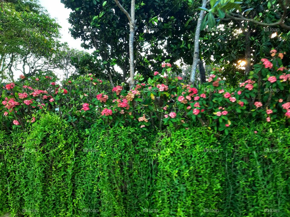Defocused of pink blooming bougainvillea and green bushes in Summer