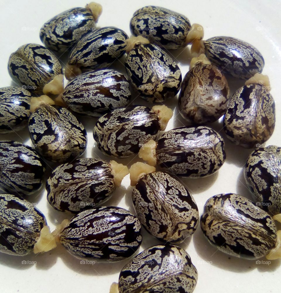 Semente de mamona, tão comum essa planta nos campos de Minas Gerais e nem parece que tem uma semente tão bela.