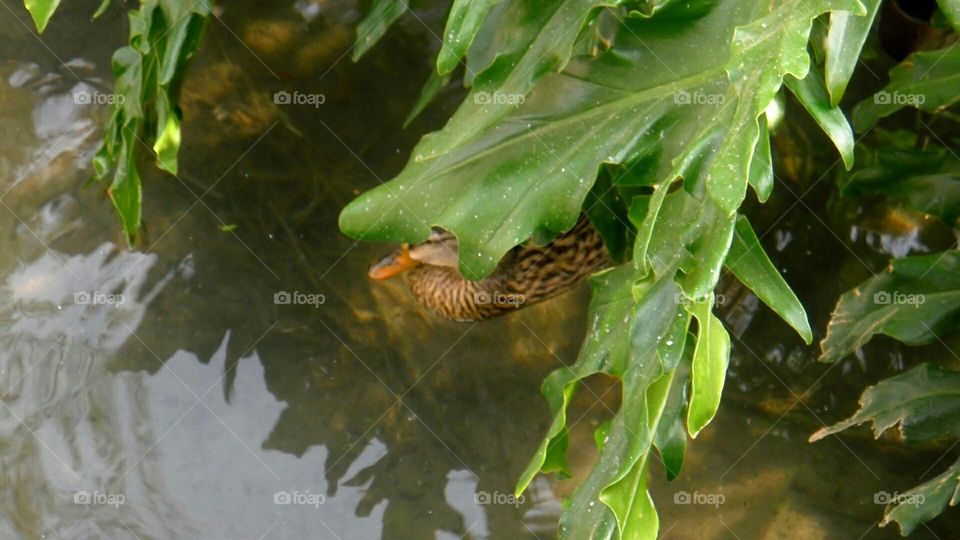 Duck hiding under leaves