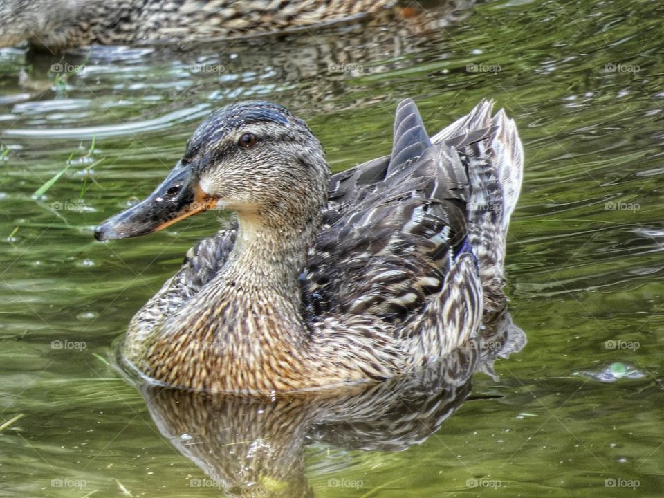 female mallard