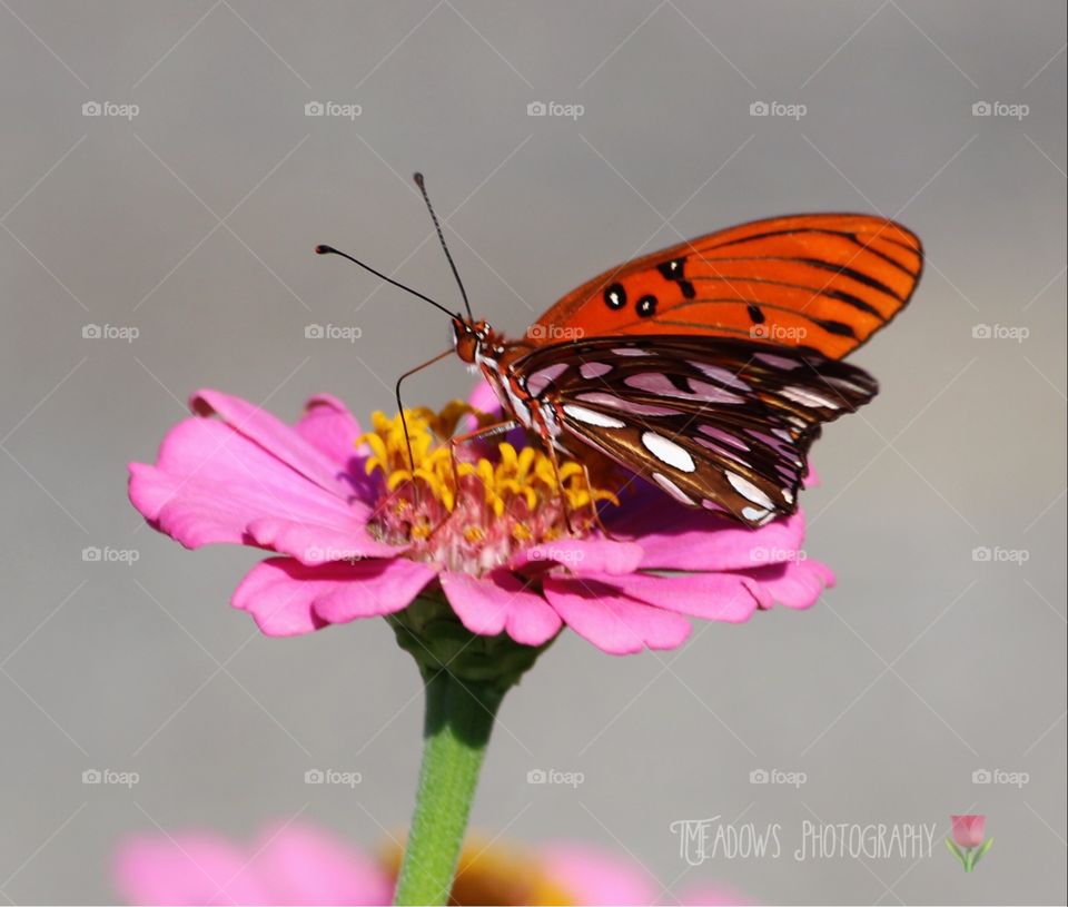 Pink Zinnia and Friend 