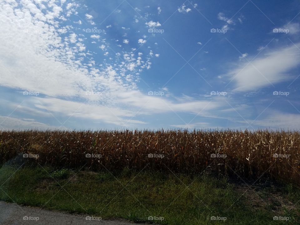 Illinois fall corn field blue sky, clouds