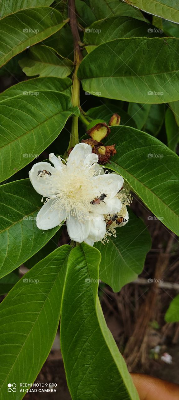 The bee sitting on the flower of the jam is seen sucking it very beautiful