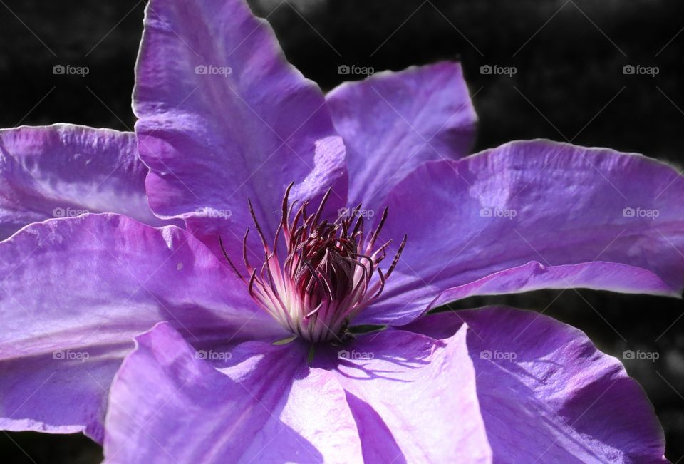 Clematis