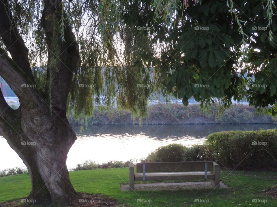 Shade Tree and a Bench