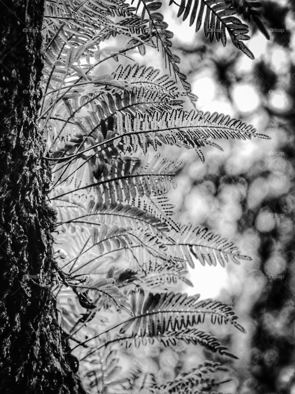 Fern Tree