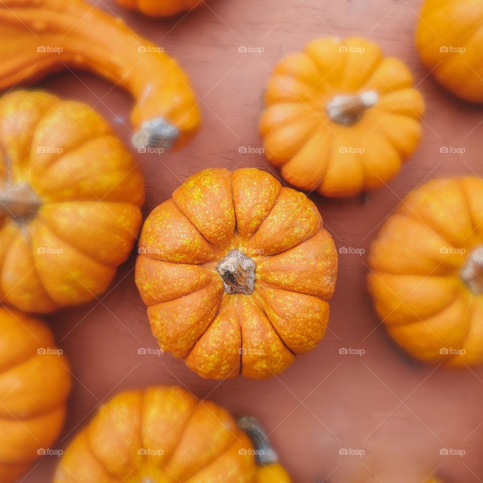 ornamental pumpkins