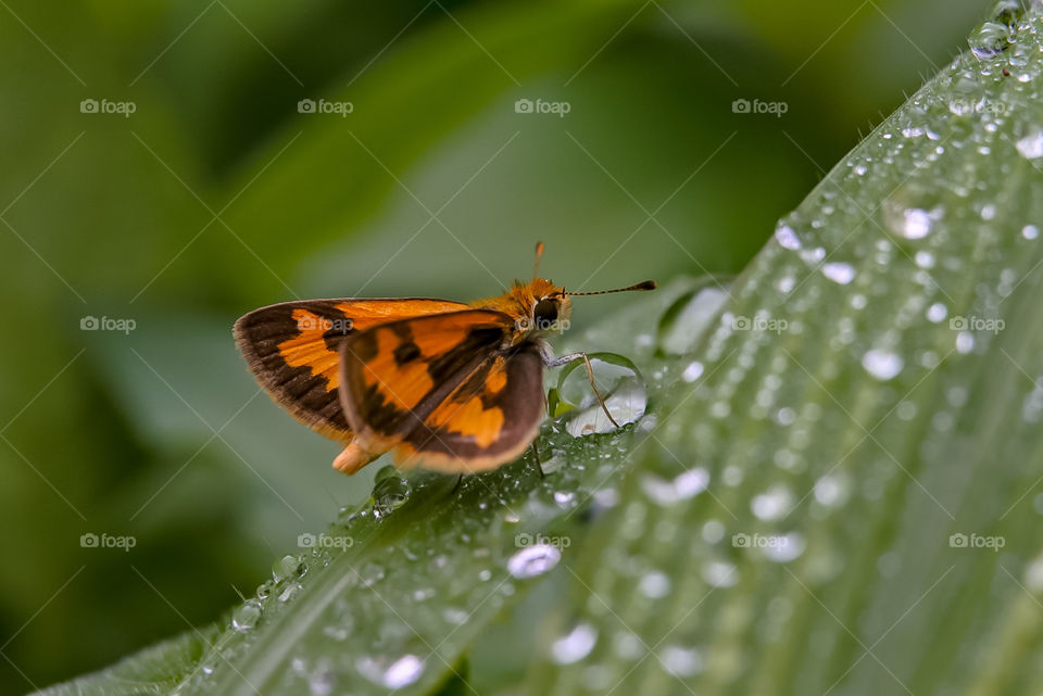 Butterfly and dew