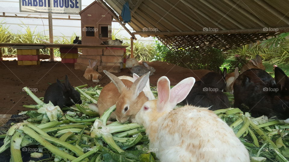 #rabbit #rabbits #bunny #hare #farm #food #nature #mammal #grass #outdoor #animal #cute #fluffy #little