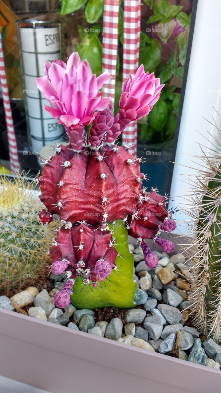Cactus blooming