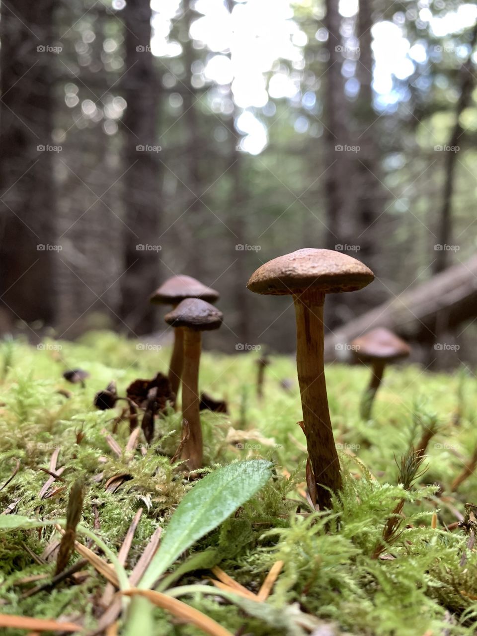 Mushrooms on a mossy carpet 
