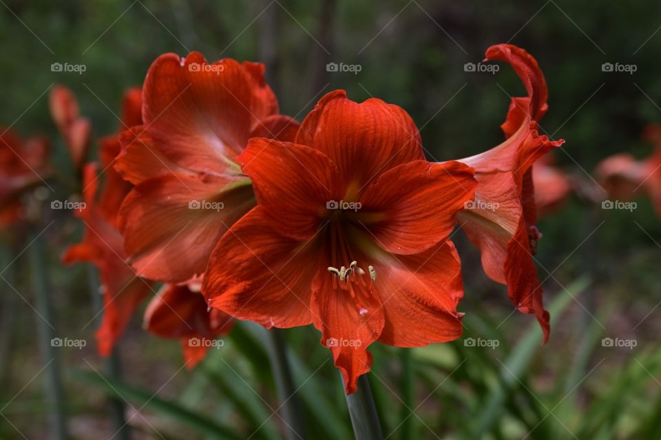 Fragrant flowers of Dubrovnik 