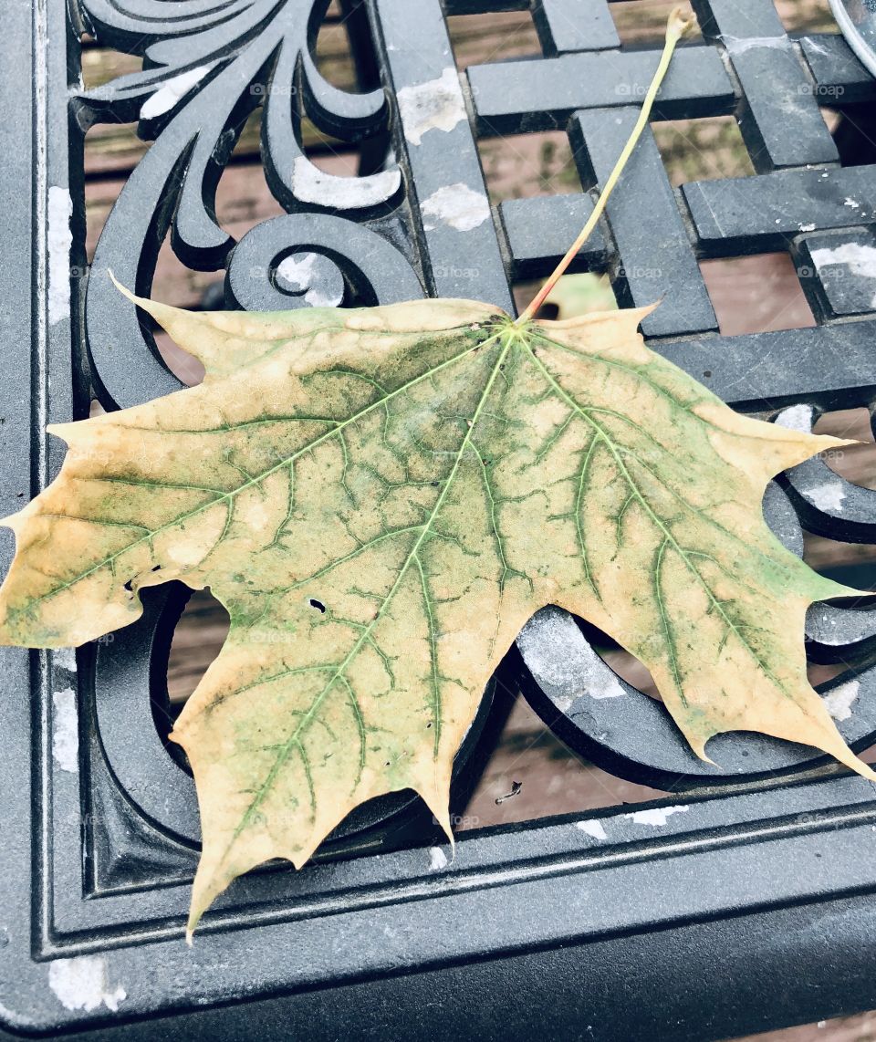 First sighted fallen leaf of Fall 