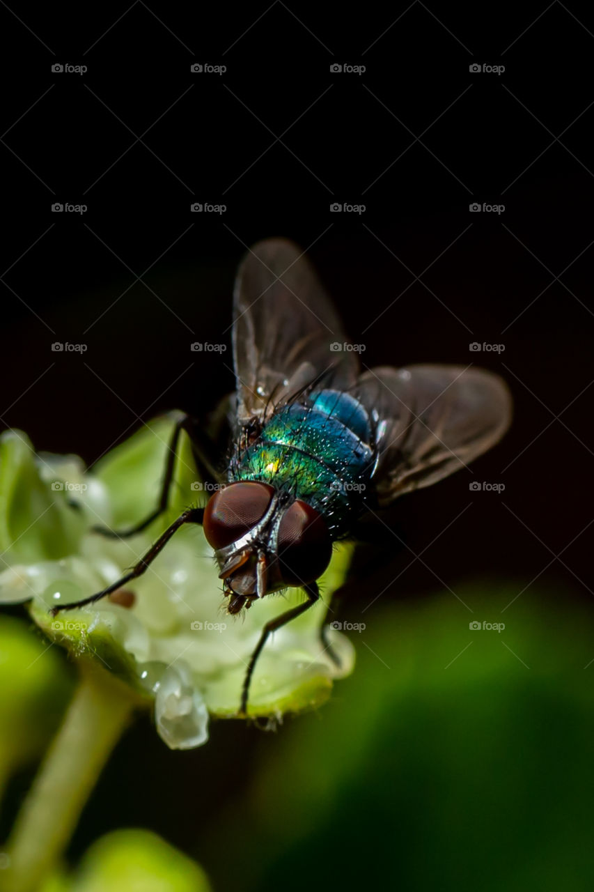 Housefly