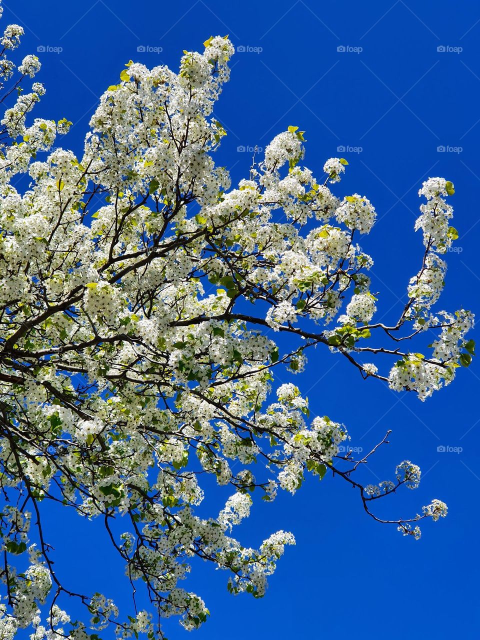 Cherry tree blossom 🌸