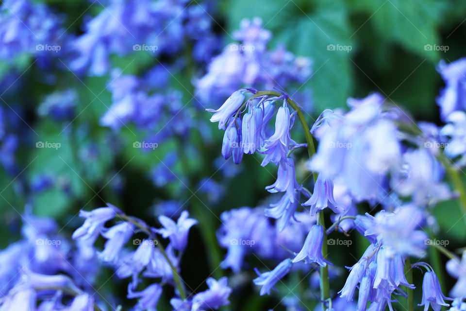 A bunch of blue flowers