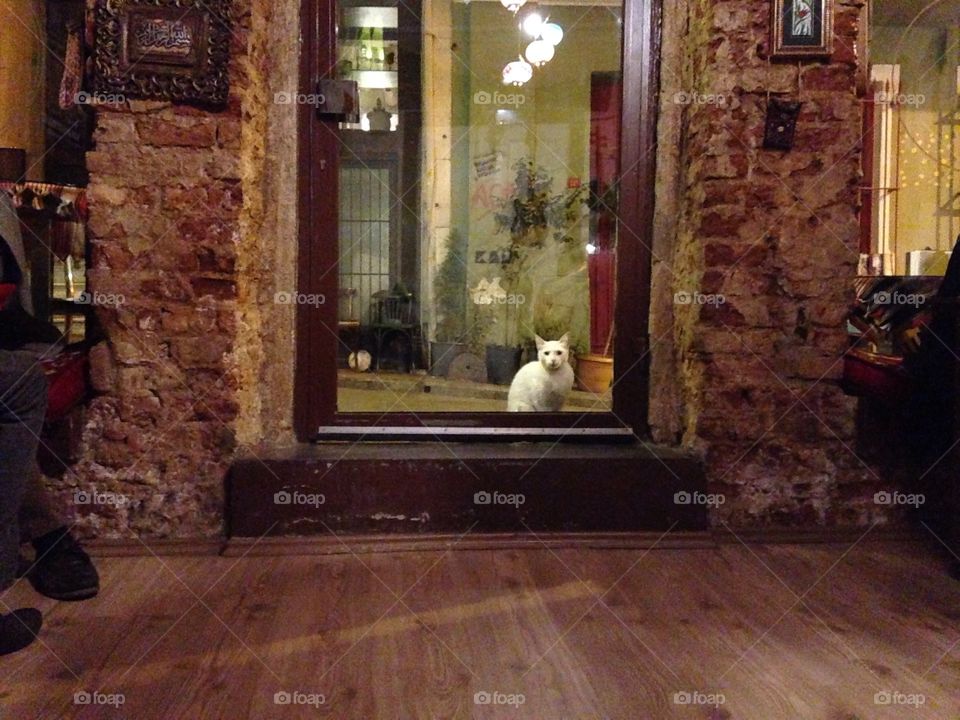 White cat sitting near the door 