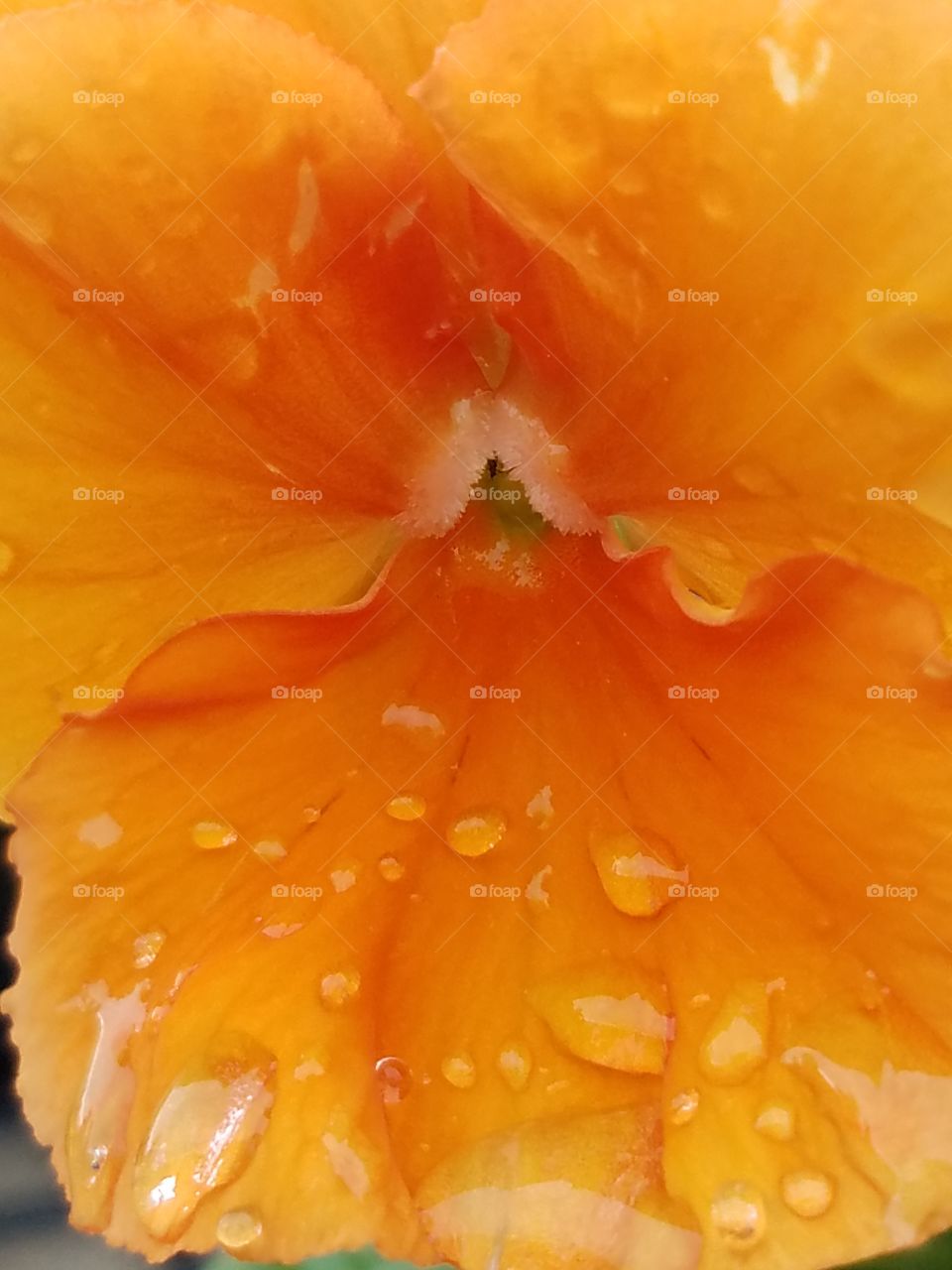 drenched orange