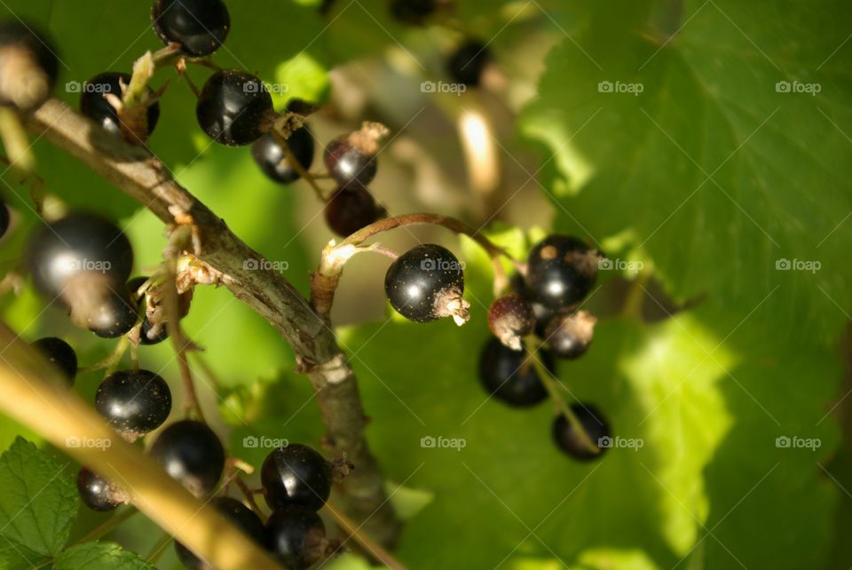 Berries