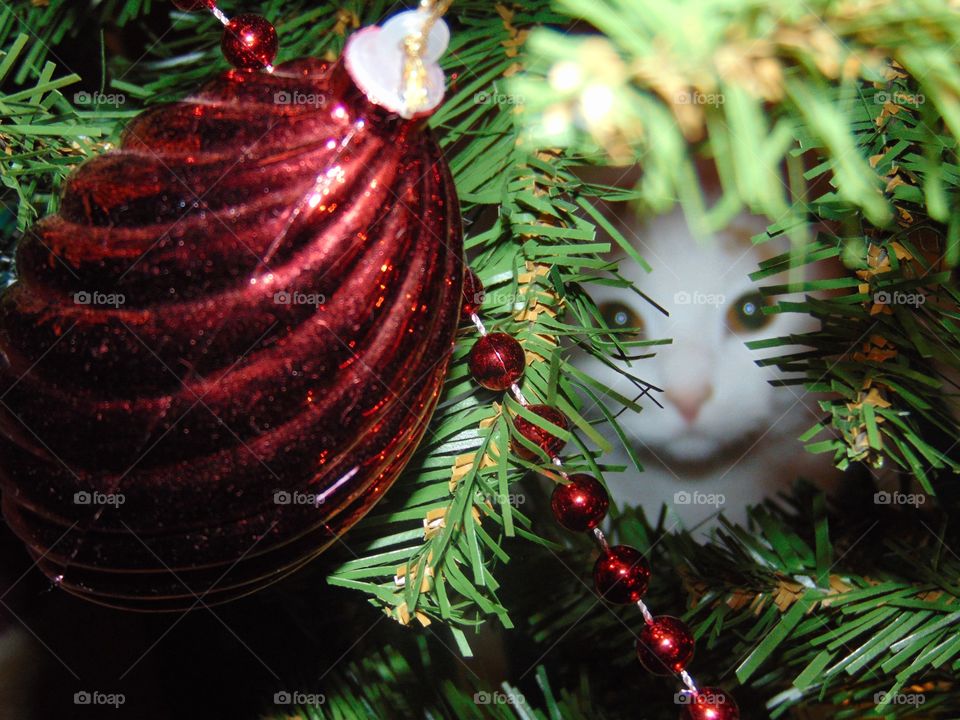Christmas tree kitty