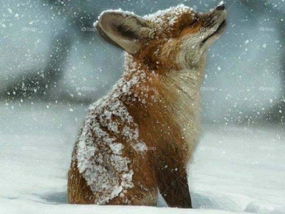 Животные севера