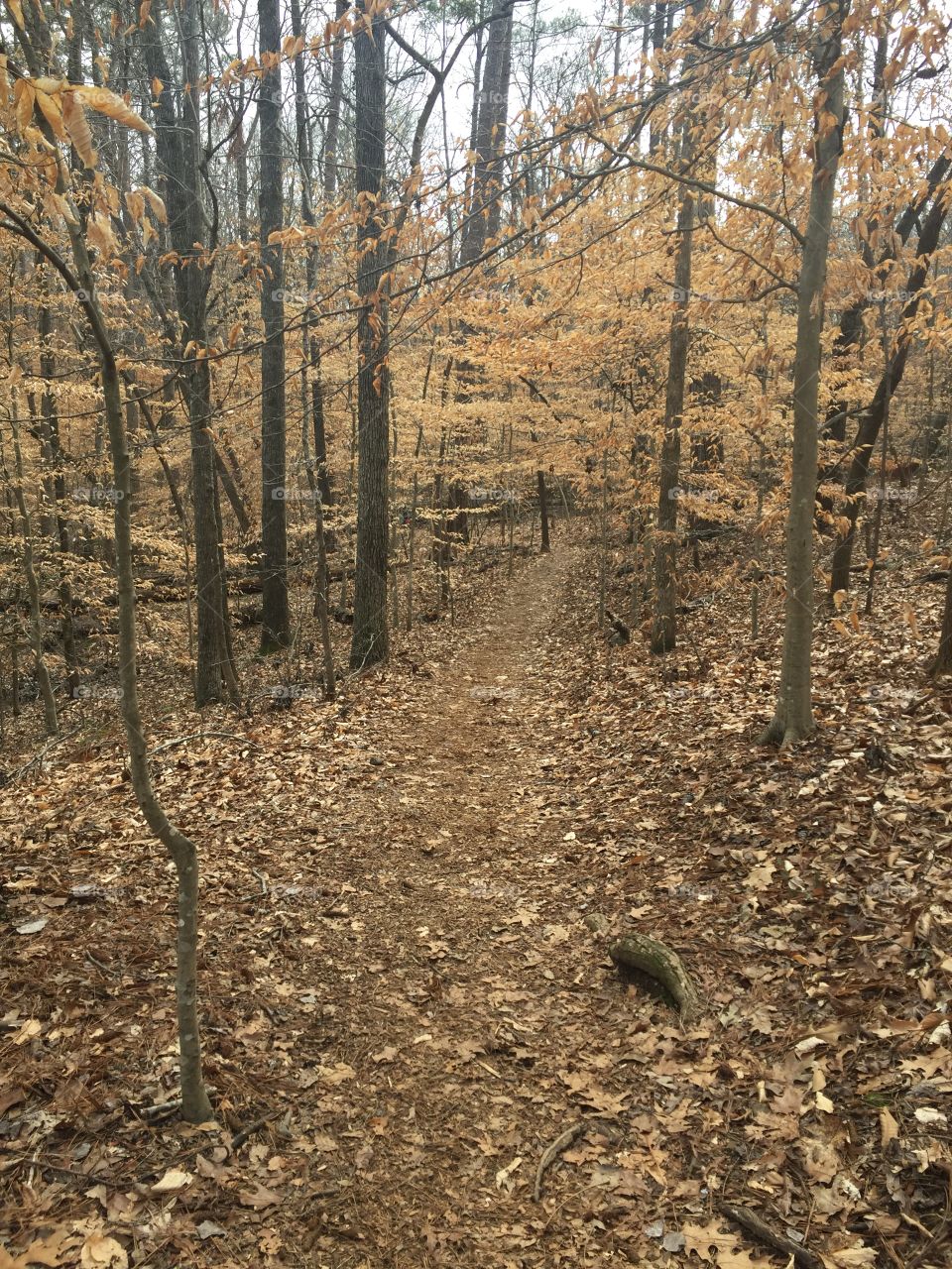 Beautiful Walk Way In Georgia Trail